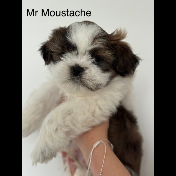 Shih Tzu - Both