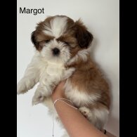Shih Tzu - Both