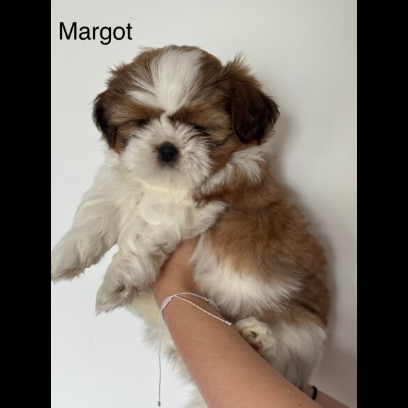 Shih Tzu - Both