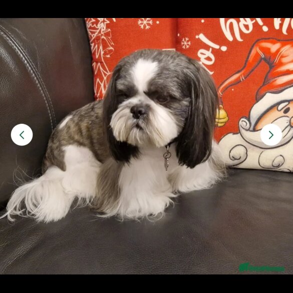 Shih Tzu - Both