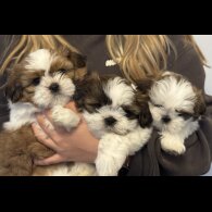 Shih Tzu - Both