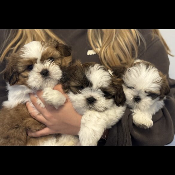 Shih Tzu - Both