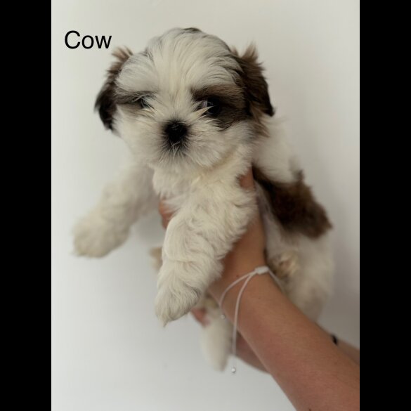 Shih Tzu - Both