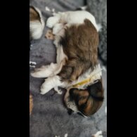 Shih Tzu - Dogs
