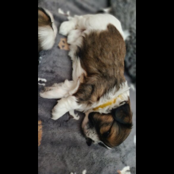 Shih Tzu - Dogs