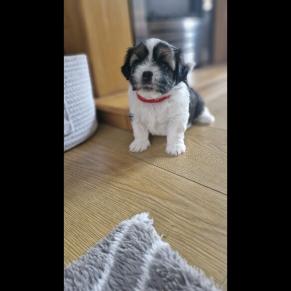 Shih Tzu - Dogs