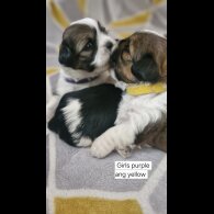Shih Tzu - Dogs