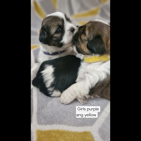 Shih Tzu - Dogs
