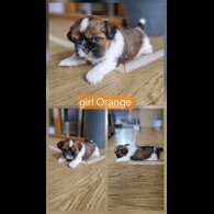 Shih Tzu - Dogs