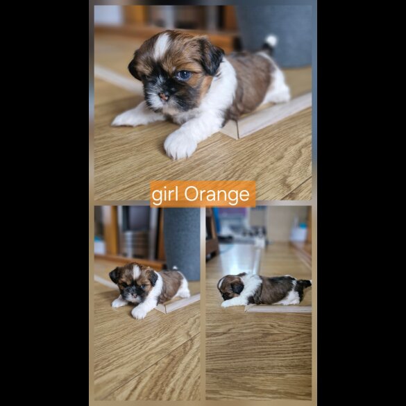 Shih Tzu - Dogs