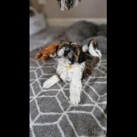 Shih Tzu - Dogs