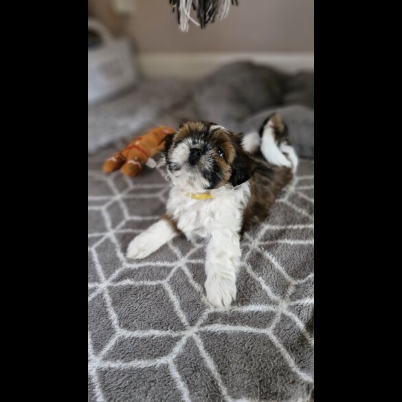 Shih Tzu - Dogs