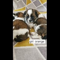 Shih Tzu - Dogs