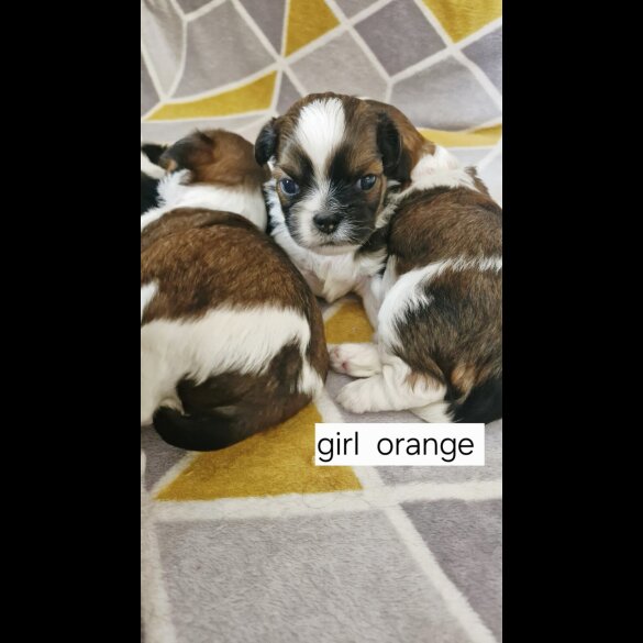 Shih Tzu - Dogs