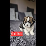 Shih Tzu - Dogs
