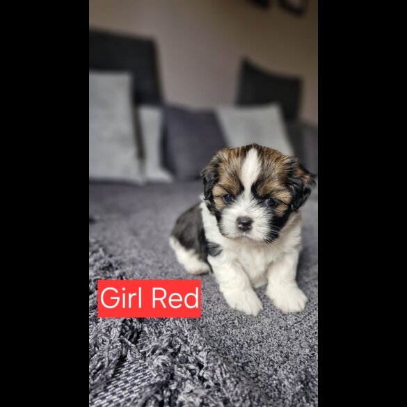 Shih Tzu - Dogs