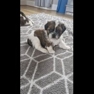Shih Tzu - Dogs