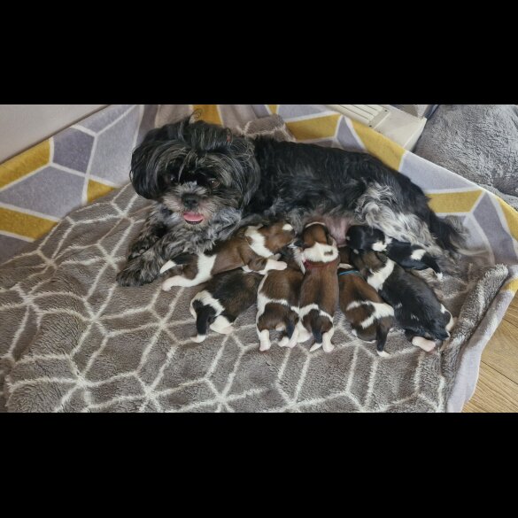 Shih Tzu - Dogs