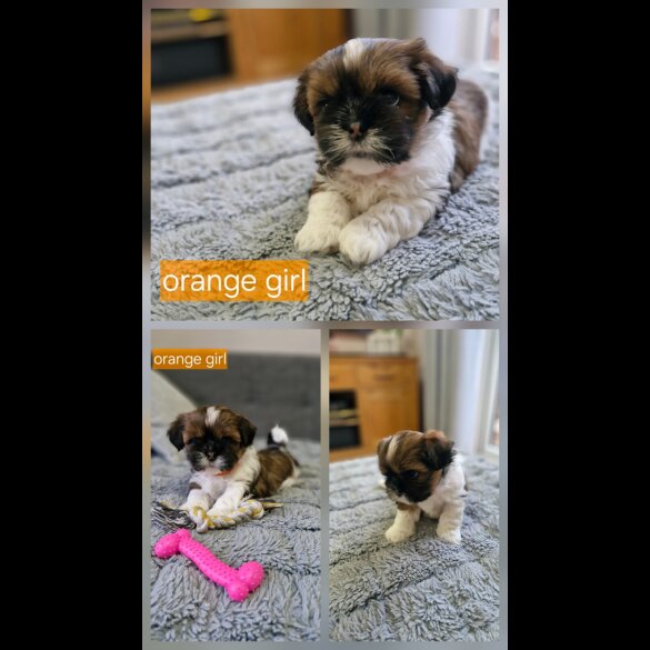 Shih Tzu - Dogs