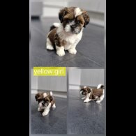 Shih Tzu - Dogs