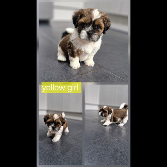 Shih Tzu - Dogs