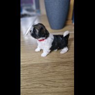 Shih Tzu - Dogs