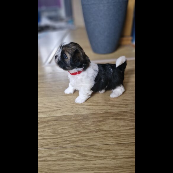 Shih Tzu - Dogs
