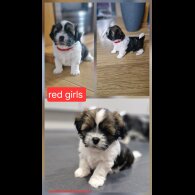 Shih Tzu - Dogs