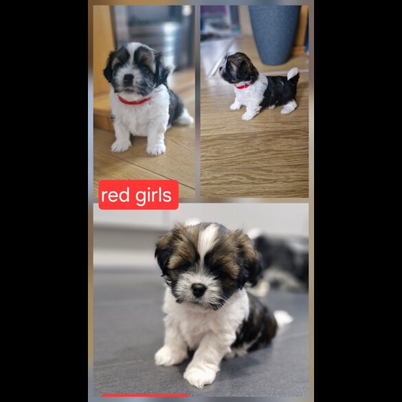Shih Tzu - Dogs