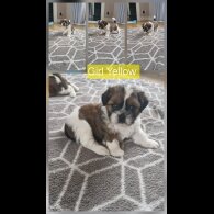 Shih Tzu - Dogs