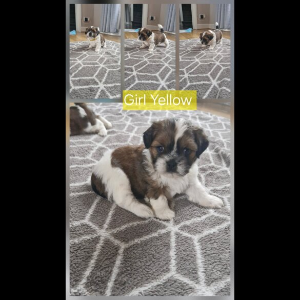 Shih Tzu - Dogs