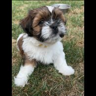Shih Tzu - Dogs