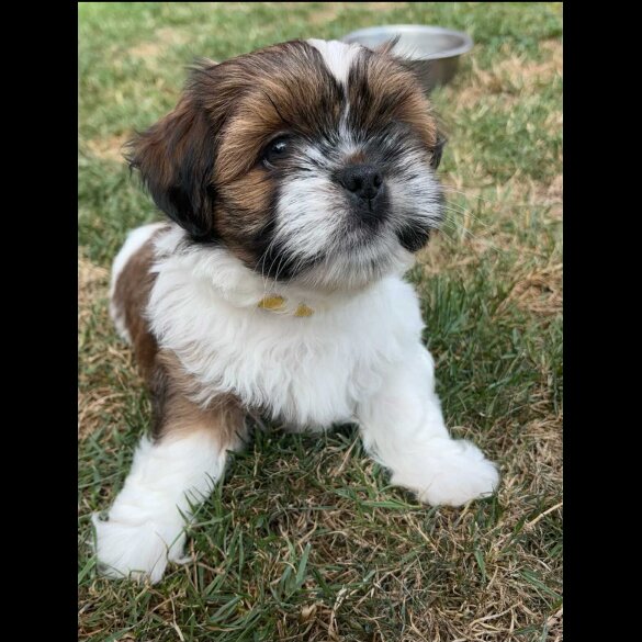 Shih Tzu - Dogs
