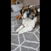 Shih Tzu - Dogs