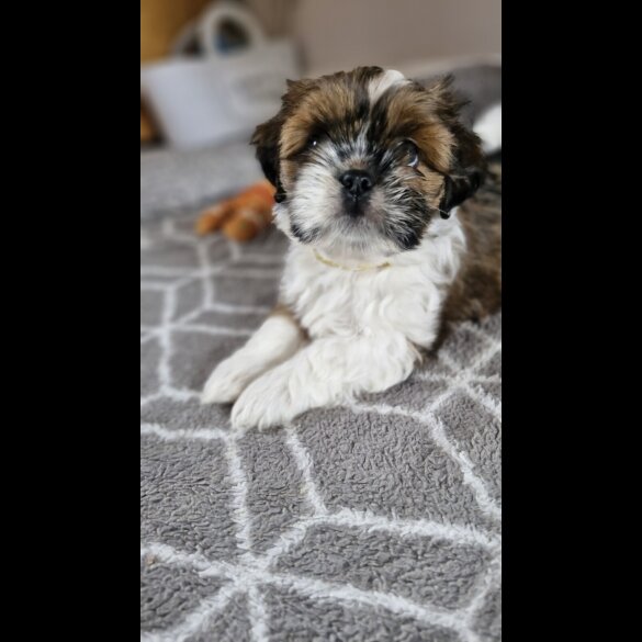 Shih Tzu - Dogs