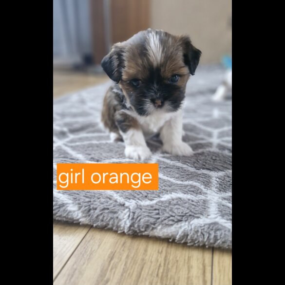 Shih Tzu - Dogs