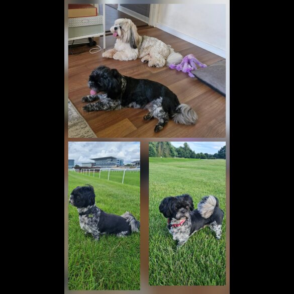 Shih Tzu - Dogs