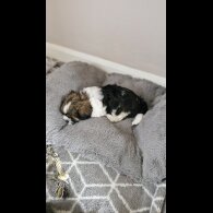 Shih Tzu - Dogs