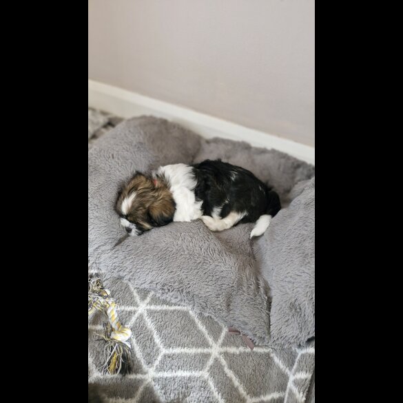 Shih Tzu - Dogs