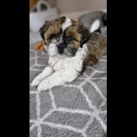 Shih Tzu - Dogs