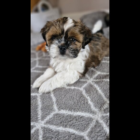 Shih Tzu - Dogs