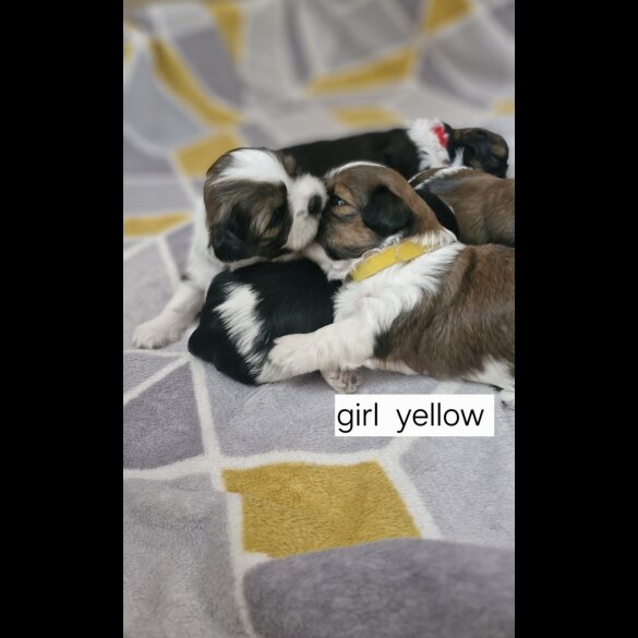 Shih Tzu - Dogs