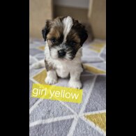 Shih Tzu - Dogs