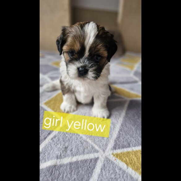 Shih Tzu - Dogs