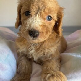 Cockapoo - Both
