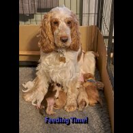Cocker Spaniel (Working &amp; Show) - Both
