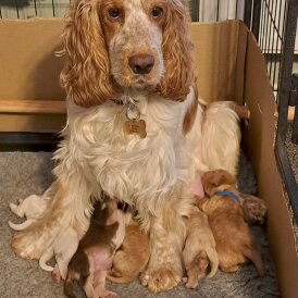 Cocker Spaniel (Working &amp; Show) - Both