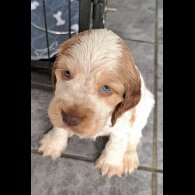 Cocker Spaniel (Working &amp; Show) - Both