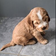 Cocker Spaniel (Working &amp; Show) - Both