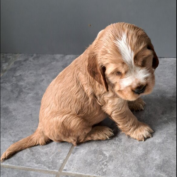 Cocker Spaniel (Working &amp; Show) - Both